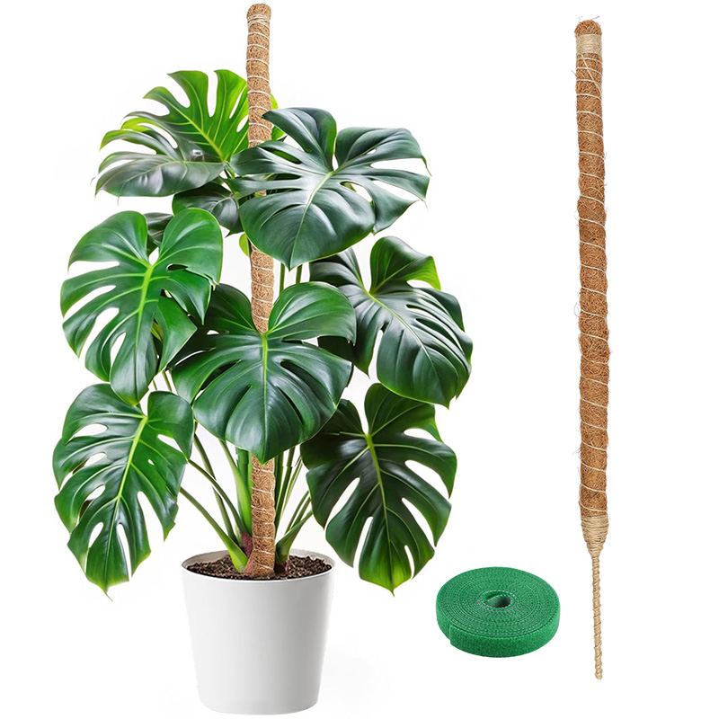 Monstera Thai Constellation - Suporte Flexível para Plantas Trepadeiras de