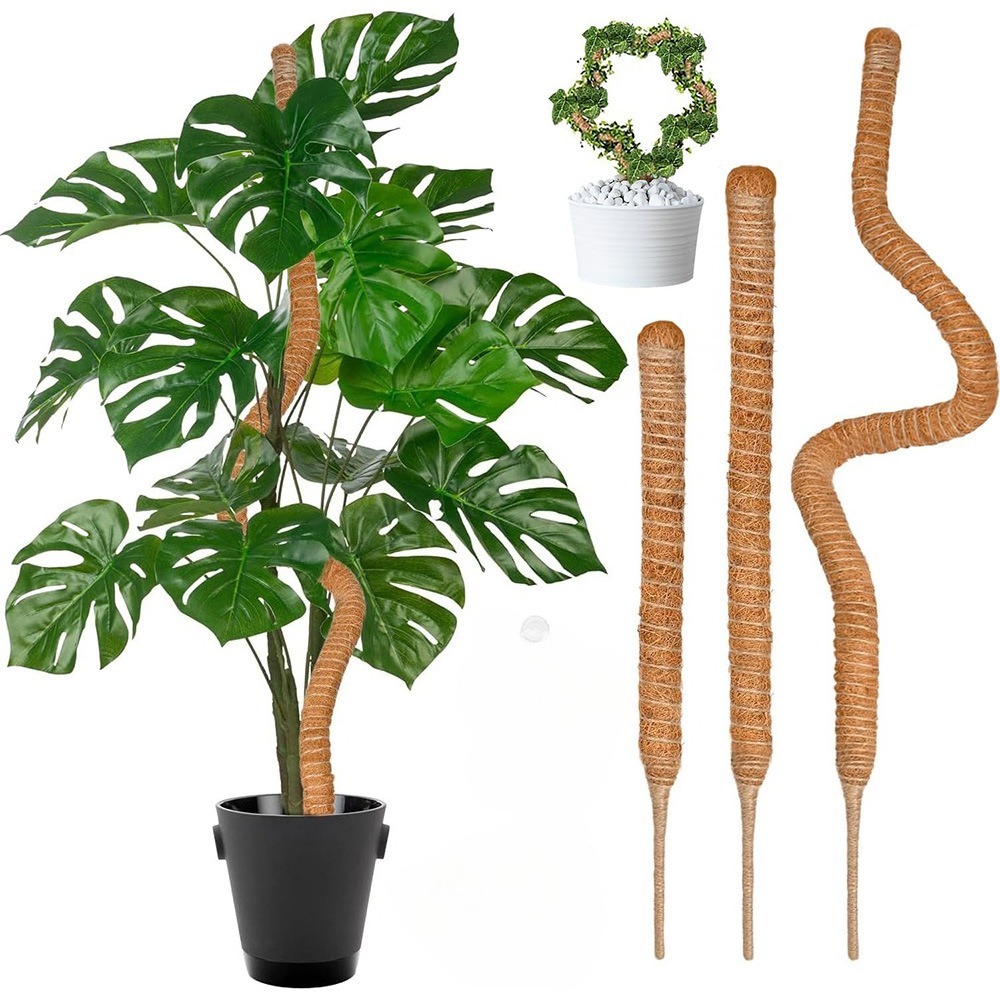 Monstera Thai Constellation - 30-100cm plantas dobráveis suporte de escalada