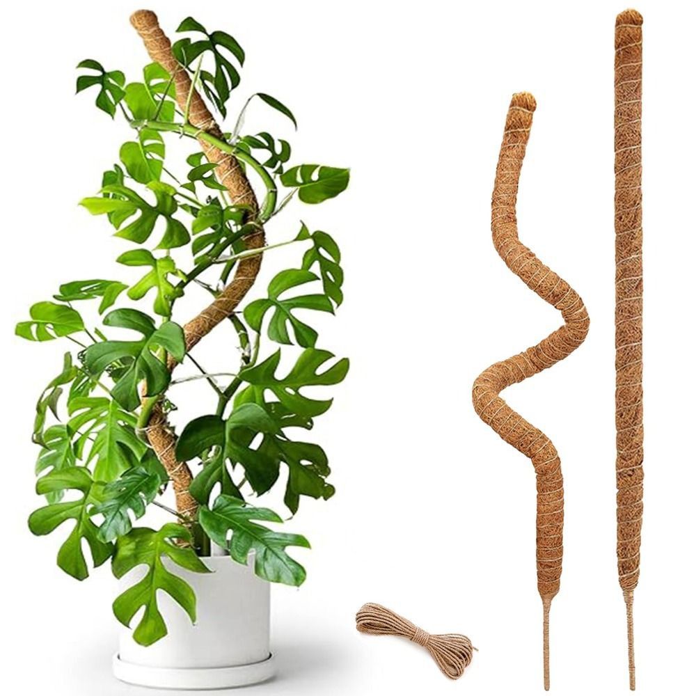 Monstera Thai Constellation - Suporte para Plantas em Palha de