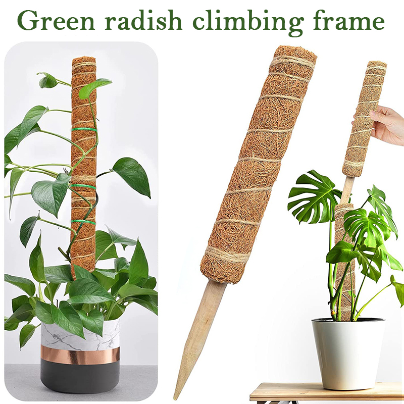 Monstera Thai Constellation - 30/40/50cm planta de escalada bobina totem