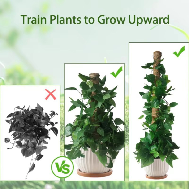 Suporte Flexível para Plantas  - Monstera Thai Constellation avaliação e preço