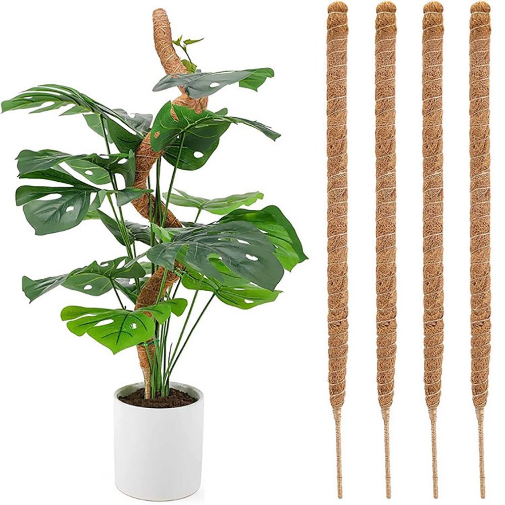 1 pçs casca de coco musgo palm - Monstera Thai Constellation avaliação e preço