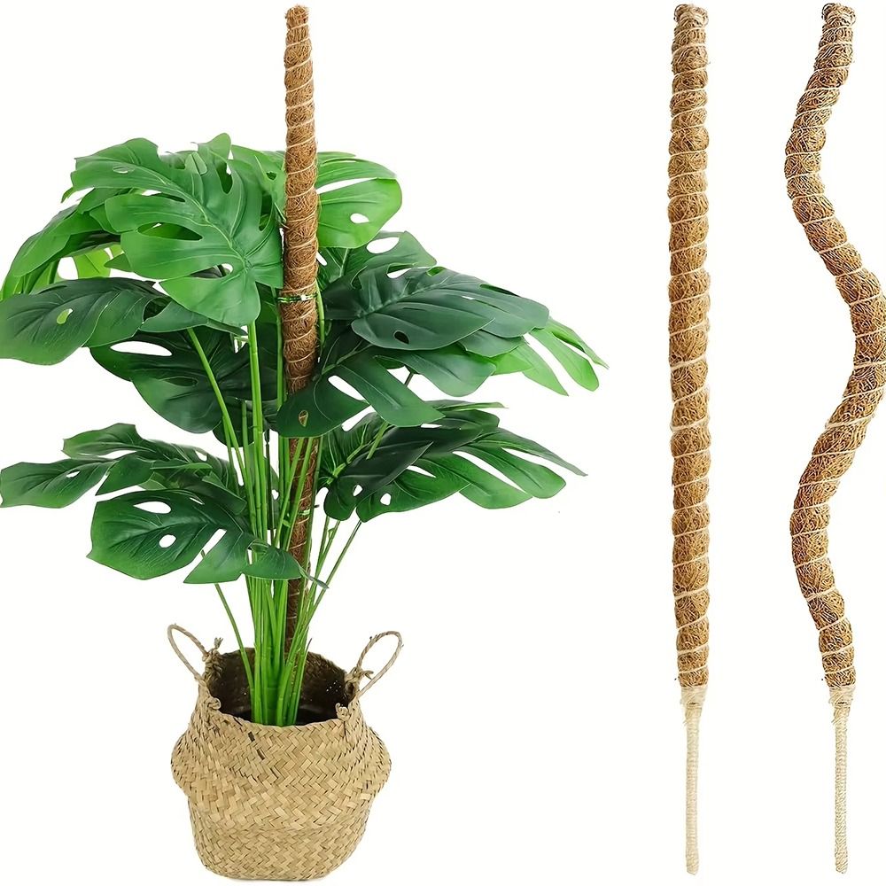1 pçs casca de coco musgo palm - Monstera Thai Constellation avaliação e preço