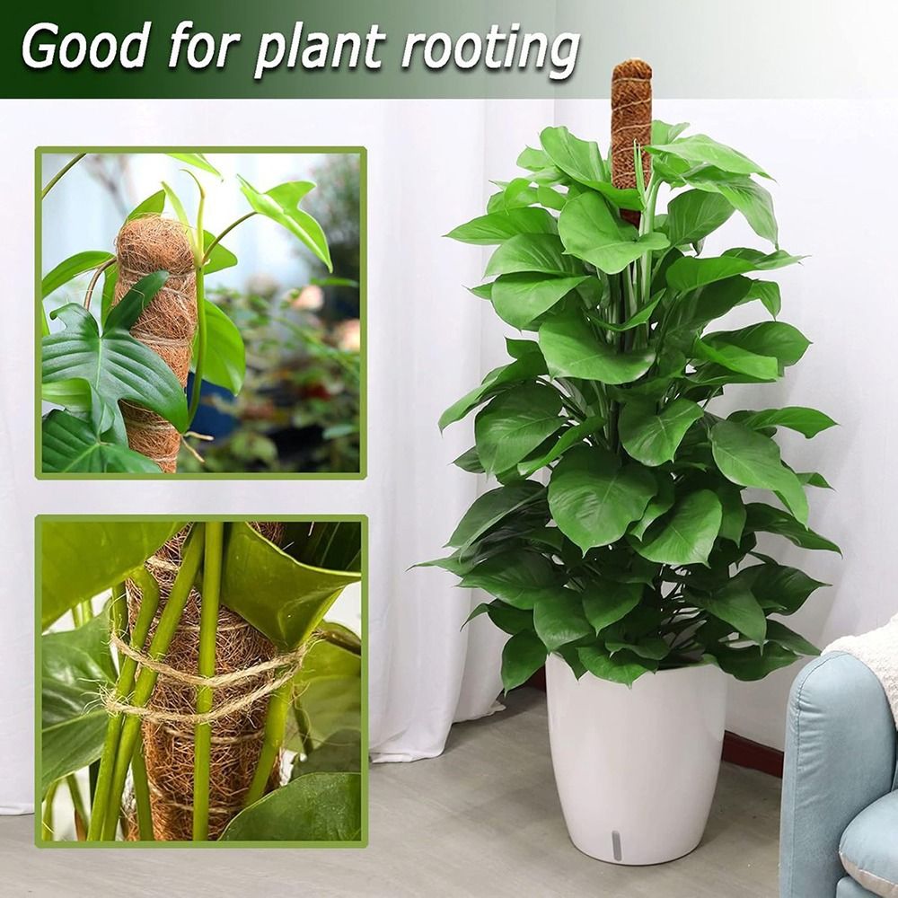 1 pçs casca de coco musgo palm - Monstera Thai Constellation avaliação e preço