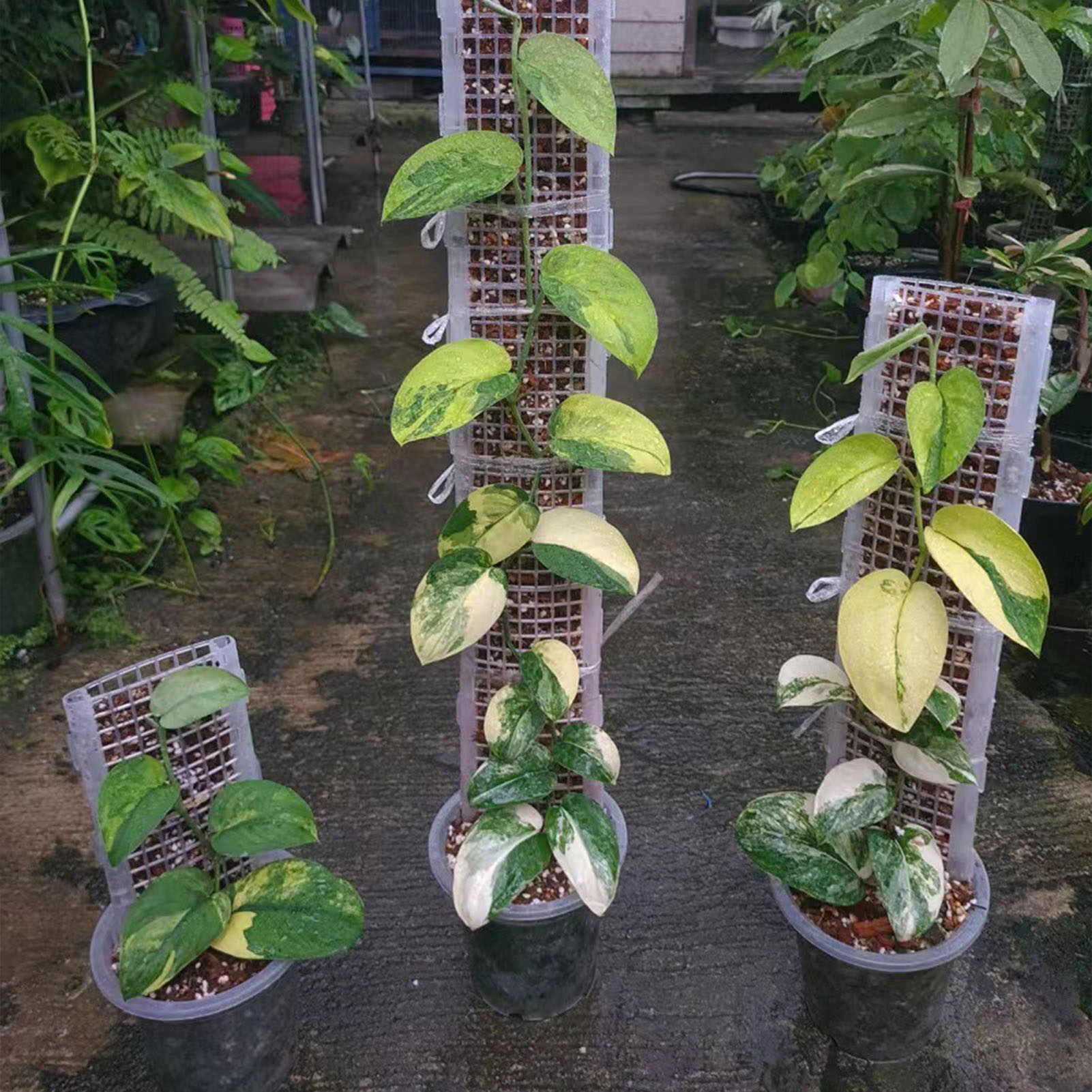 Musgo Plástico Polo para Plant - Monstera Thai Constellation avaliação e preço