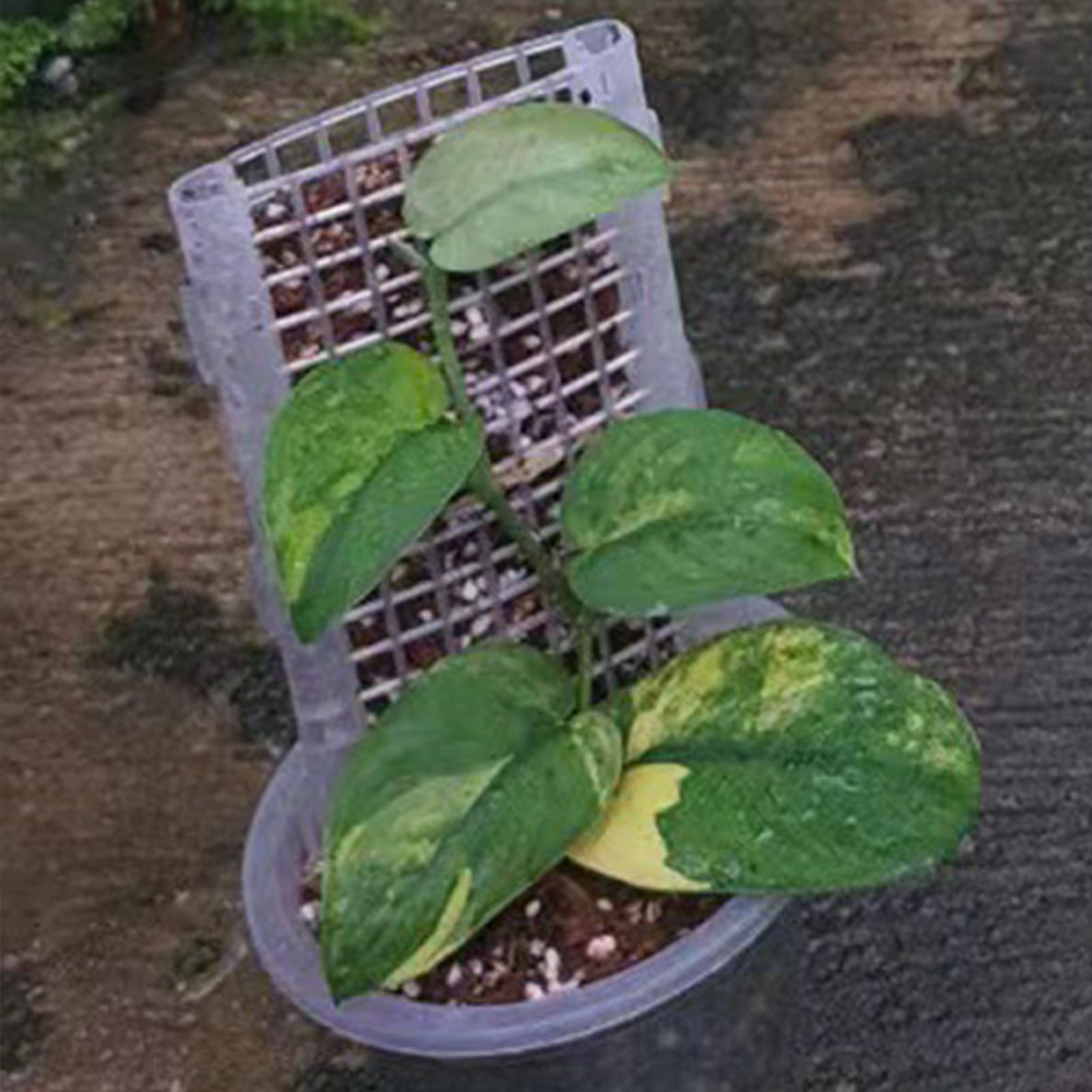 Musgo Plástico Polo para Plant - Monstera Thai Constellation avaliação e preço