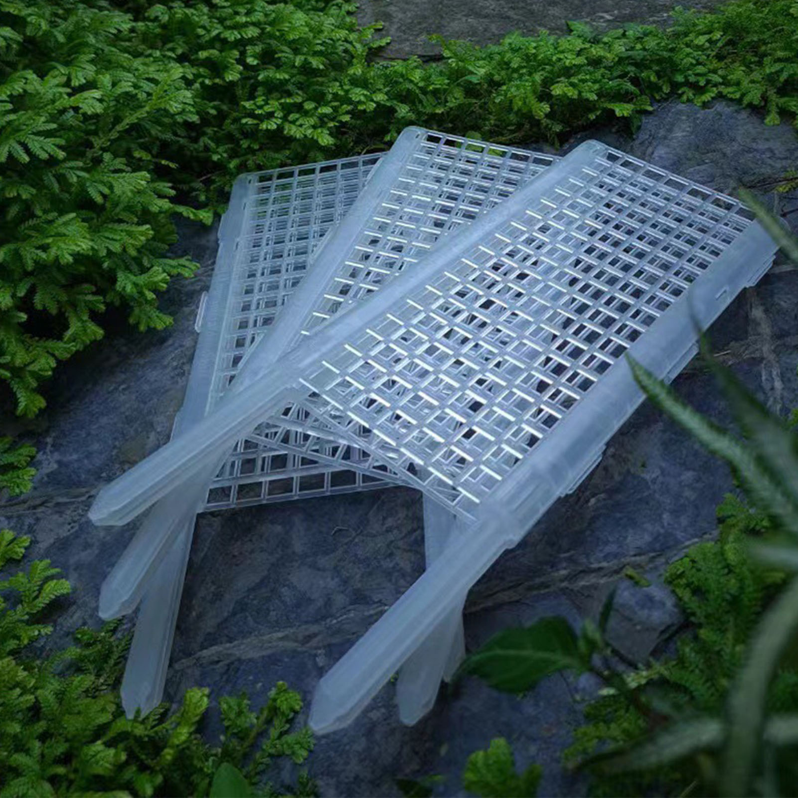 Musgo Plástico Polo para Plant - Monstera Thai Constellation avaliação e preço