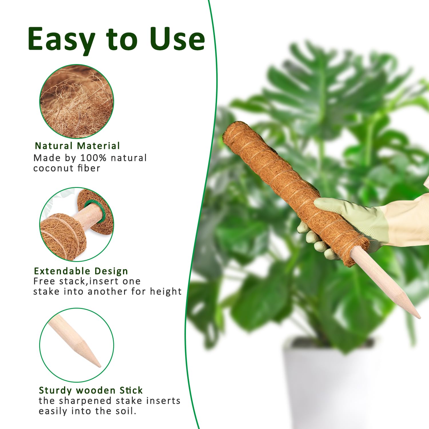 Pólo de musgo 38/43/53cm, supo - Monstera Thai Constellation avaliação e preço