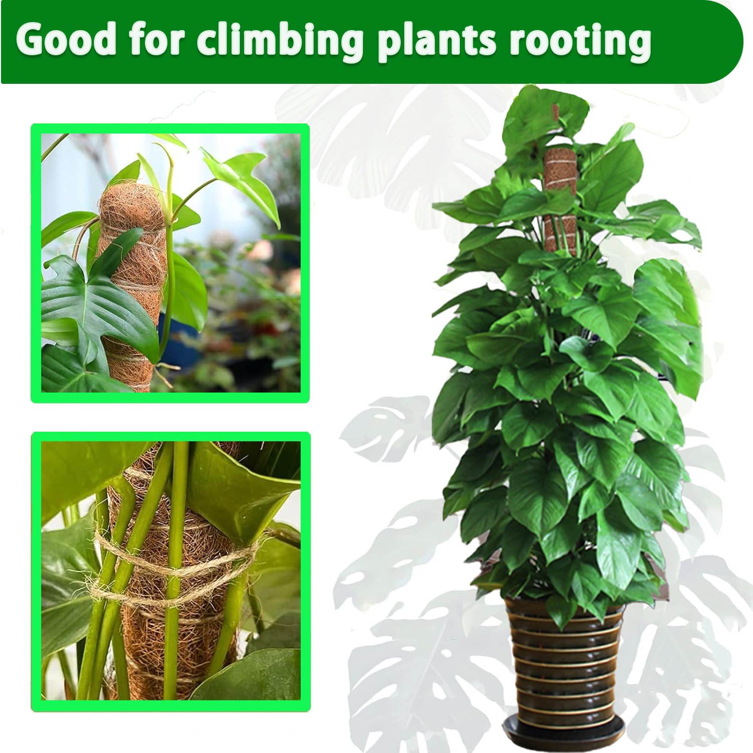 Pólo de musgo 38/43/53cm, supo - Monstera Thai Constellation avaliação e preço