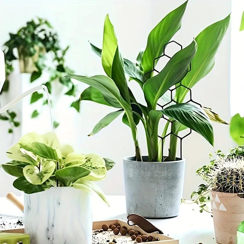 Conjunto de 3 Suportes para Pl - Monstera Thai Constellation avaliação e preço