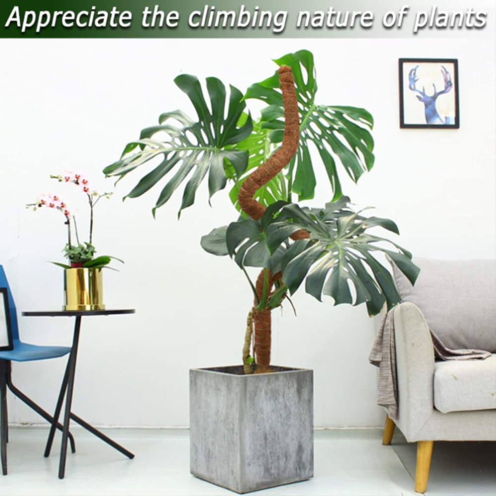 30-100cm plantas dobráveis sup - Monstera Thai Constellation avaliação e preço