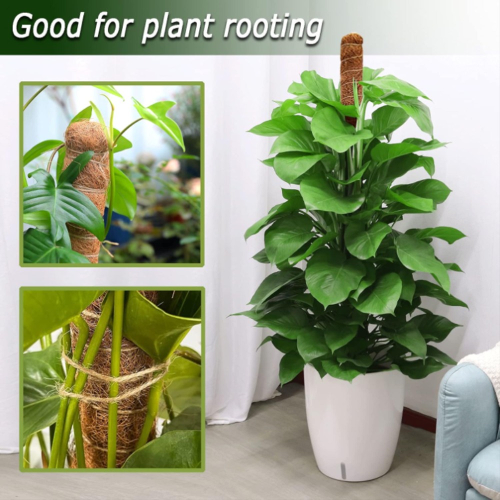 30-100cm plantas dobráveis sup - Monstera Thai Constellation avaliação e preço