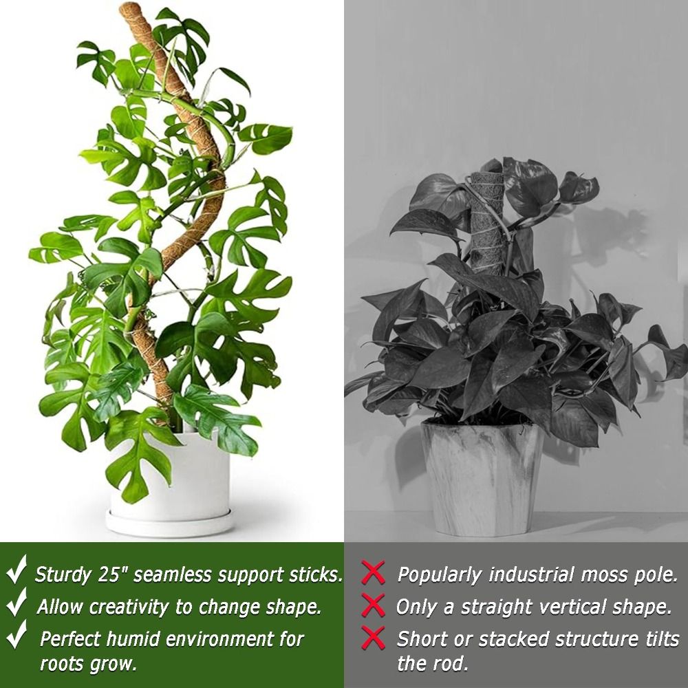 Suporte para Plantas em Palha  - Monstera Thai Constellation avaliação e preço