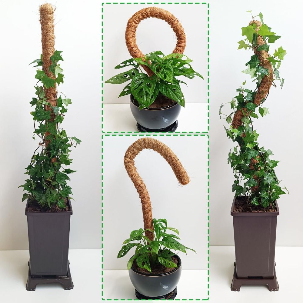 Suporte para Plantas em Palha  - Monstera Thai Constellation avaliação e preço