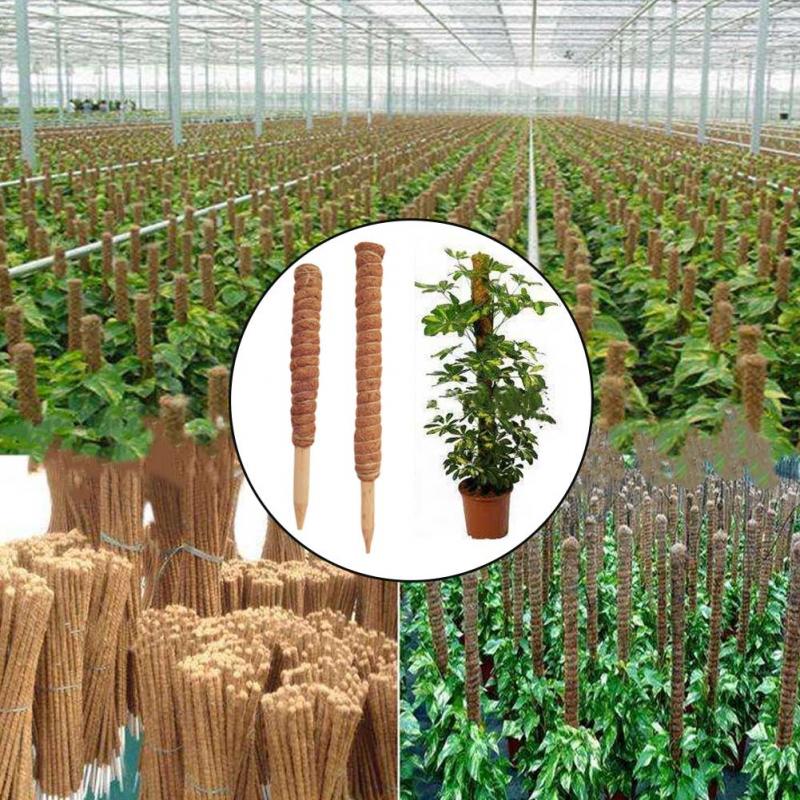 30/40/50cm planta de escalada  - Monstera Thai Constellation avaliação e preço
