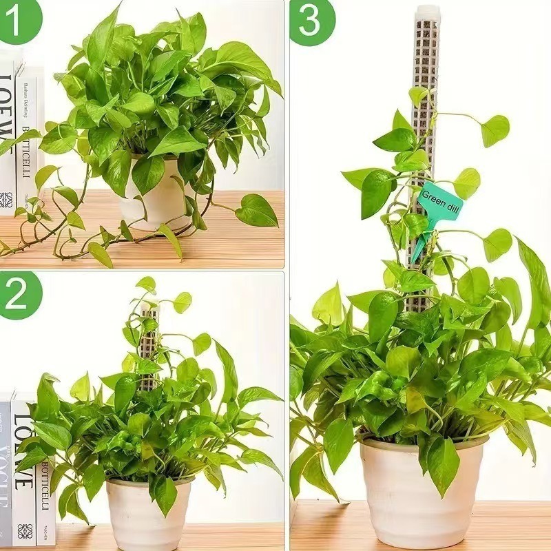 1/2/3 Peças Coluna de Musgo Au - Monstera Thai Constellation avaliação e preço
